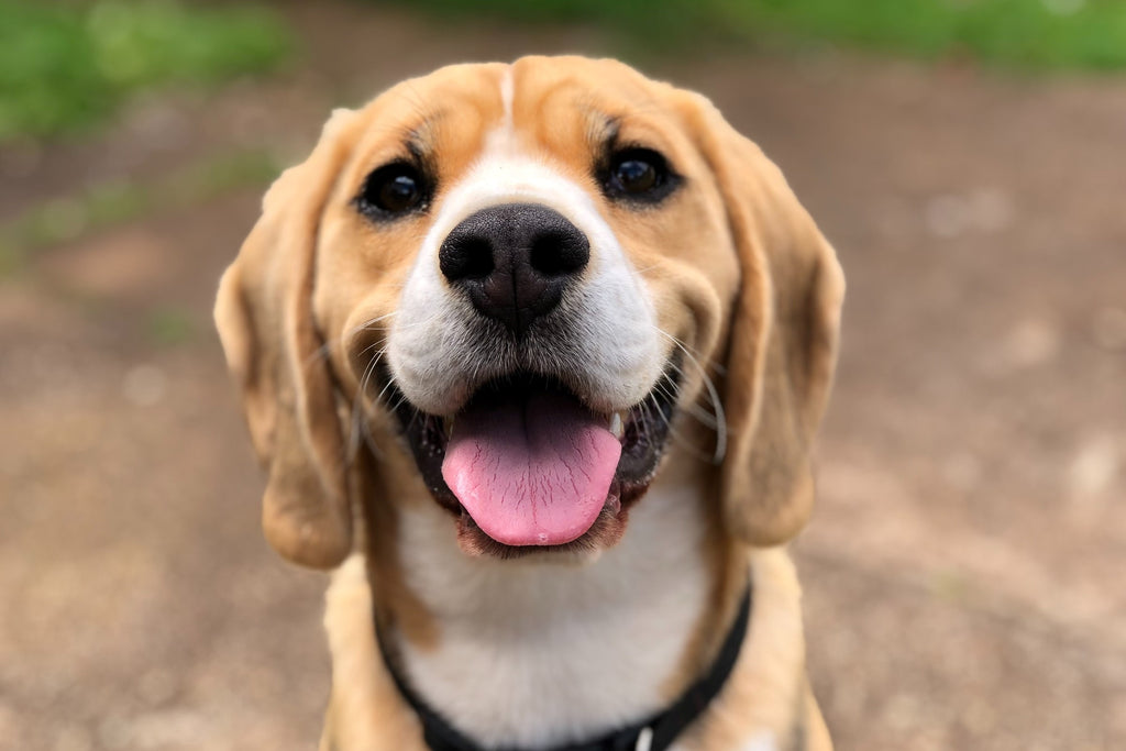 Smiling Dog