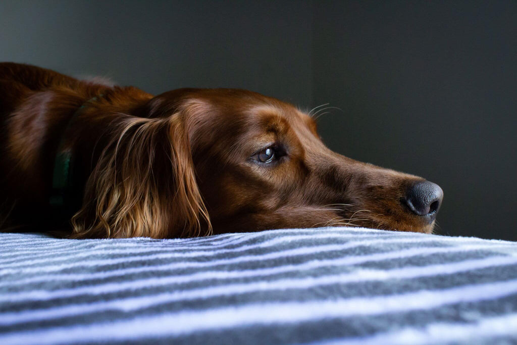 Dogs are choking and dying